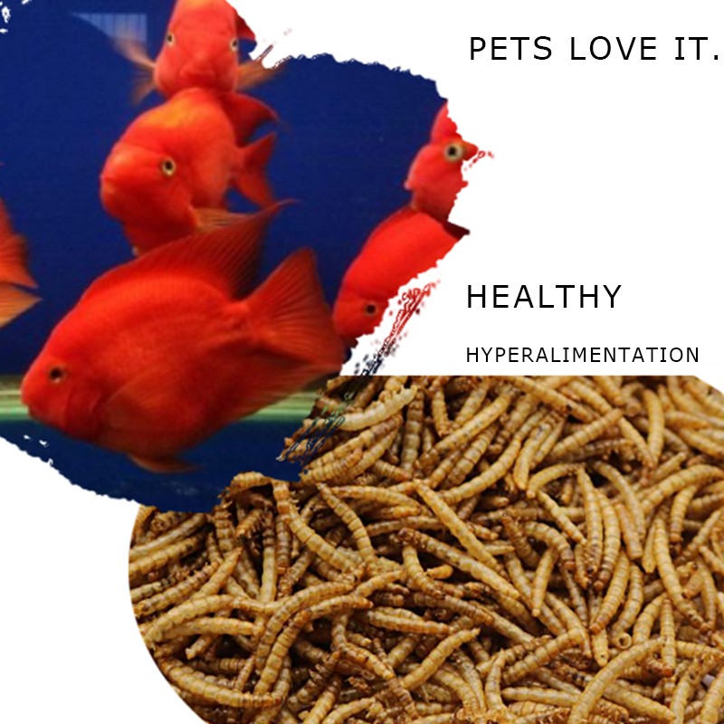 Microwave Dried Mealworms For SaleWild Bird Food supplier (3).jpg